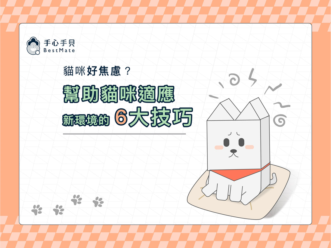 貓咪焦慮怎麼辦？6大紓壓方法讓貓咪快速適應新環境！