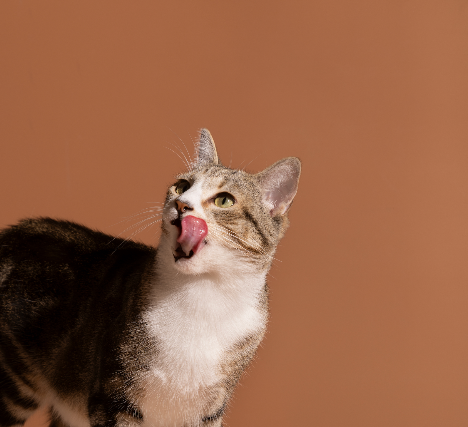 貓貓保養 cat-world-1